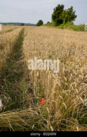Mohn wächst unter den Weizen in der englischen Landschaft Stockfoto