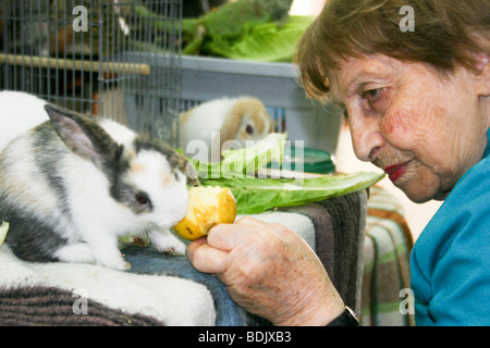 Rehovot, Israel Tagespflege Zentrum Rentner kümmert sich ein Haustier Kaninchen als Teil ihrer täglichen Aktivitäten Stockfoto