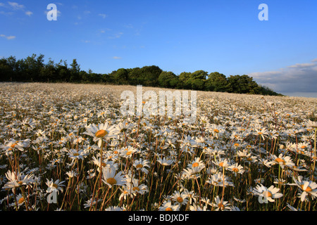 Bereich von Oxeye Gänseblümchen, "Gog Magog Hügel" Cambridge, Sommerabend. Stockfoto