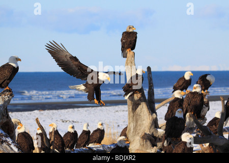 Weißkopf-Seeadler - Herde auf Baumstamm sitzend / Haliaeetus Leucocephalus Stockfoto