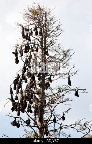 Grey-headed Flughunde in Sydneys Royal Botanic Gardens in New South Wales, Australien Stockfoto