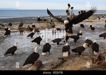 Weißkopfseeadler (Haliaeetus leucocephalus). Aggregation an der Küste. Kenai, Alaska Stockfoto