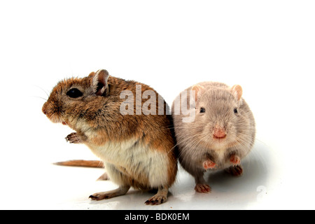 Ausschnitt aus zwei Hamster auf weißem Hintergrund Stockfoto