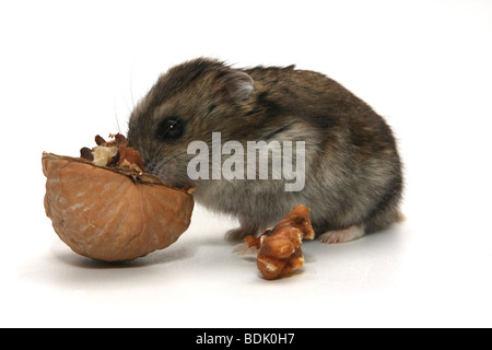 Ausschnitt aus einem Hamster Essen einer Walnuss aus der Schale auf weißem Hintergrund Stockfoto