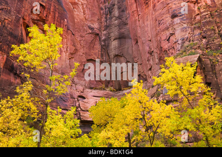 Herbst Farben und rote Sandstein an den Tempel Sinawava, Zion Nationalpark, Utah Stockfoto