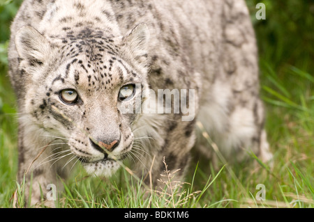 Snow Leopard in Gefangenschaft bei den Santago seltenen Leoparden Zucht-Zentrum in England. Stockfoto