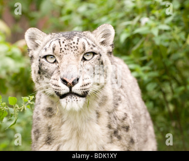 Snow Leopard in Gefangenschaft bei den Santago seltenen Leoparden Zucht-Zentrum in England. Stockfoto