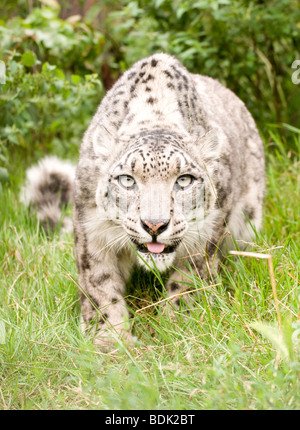 Snow Leopard in Gefangenschaft bei den Santago seltenen Leoparden Zucht-Zentrum in England. Stockfoto