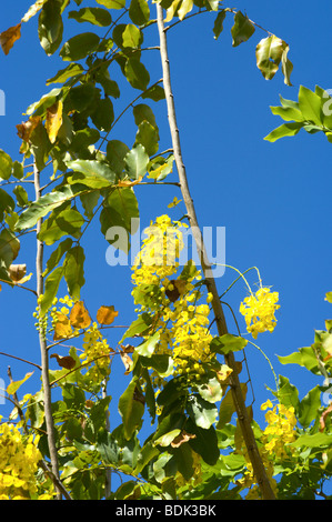 Gelbe Blüte der goldenen Dusche Baum Kauai HI Stockfoto