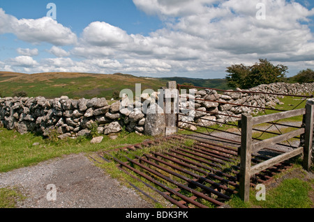 Vieh Raster, Dartmoor, Devon, England Stockfoto