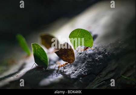 Blatt Schneiden Ameisen, Tambopata Amazonas, Peru Stockfoto