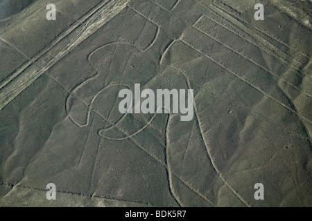 Papagei-Muster in der Wüste, Linien von Nasca, Peru Stockfoto