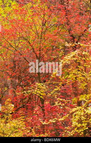 Fallen Sie Bigtooth Ahorn und Pappeln im Zion Canyon, Zion Nationalpark, Utah Stockfoto