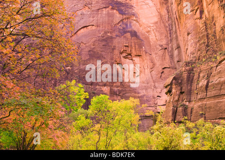 Herbst-Pappeln im Tempel Sinawava im Zion Canyon, Zion Nationalpark, Utah Stockfoto