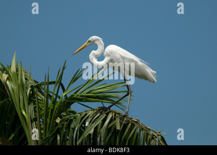 Silberreiher (Egretta Ardea Alba) auf eine Acai-Palme (Euterpe Oleracea) Stockfoto