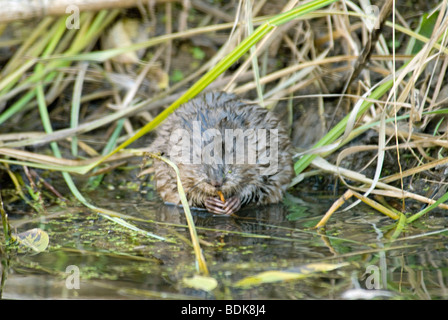 Eine junge Bisamratte (Ondatra Zibethicus) Essen Graswurzeln am Gewässerrand, Aurora, Colorado USA. Stockfoto