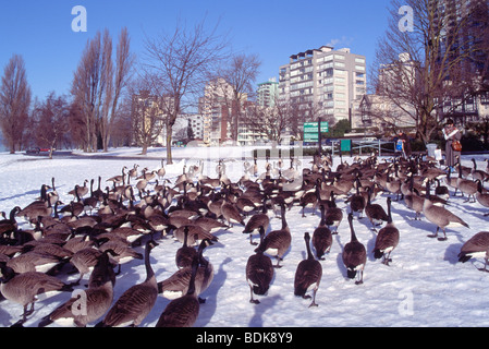 Herde von Kanadagans (Branta Canadensis) Fütterung im Winter im Schnee in der "West End" von Vancouver British Columbia Kanada Stockfoto