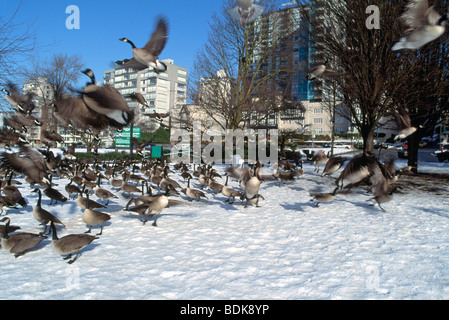 Herde von Kanadagans (Branta Canadensis) Fütterung im Winter im Schnee in der "West End" von Vancouver British Columbia Kanada Stockfoto