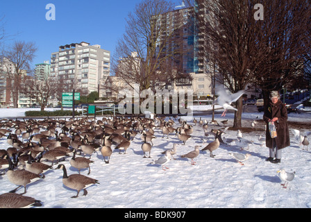 Frau Flock Kanadagans (Branta Canadensis) im Schnee in der "West End" von Vancouver British Columbia Kanada im Winter füttern Stockfoto