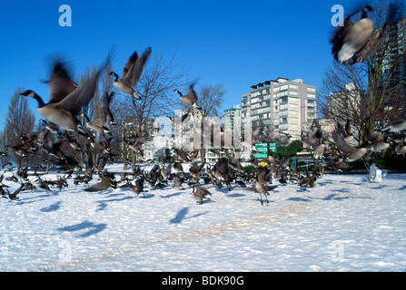 Herde von Kanadagans (Branta Canadensis) Fütterung im Winter im Schnee in der "West End" von Vancouver British Columbia Kanada Stockfoto