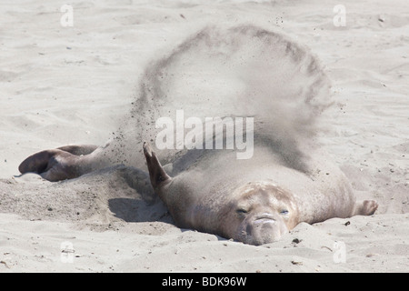 See-Elefant Piedras Blancas entlang Coast Highway One in der Nähe von San Simeon auf Kaliforniens central coast Stockfoto