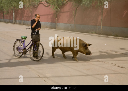 DATONG, Provinz SHANXI, CHINA - AUGUST 2007: geht ein Bauer sein Schwein durch ein Vorort Straße während des Gesprächs auf seinem Handy Stockfoto