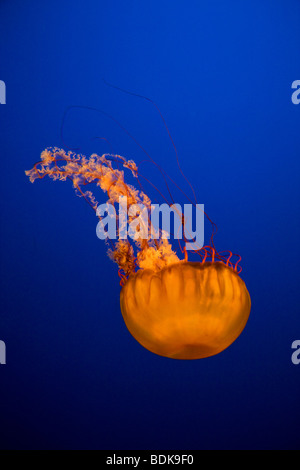 Meer Brennnessel, Vancouver Aquarium, Vancouver, Britisch-Kolumbien, Kanada. Stockfoto