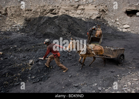 WUDA COAL FIELD, WU HAI, Innere Mongolei, CHINA - AUGUST 2007: Mein Bergleute bei einem illegalen Private Nutzung Maultiere ihre Kohle schleppen. Stockfoto