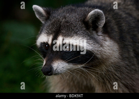 Waschbär im Stanley Park, Vancouver, Britisch-Kolumbien, Kanada. Stockfoto