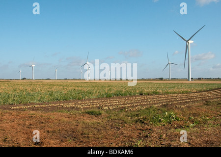 ein Fenland Windpark vor blauem Himmel mit Ackerland und Kulturen im Vordergrund Stockfoto