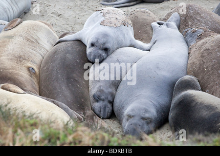 See-Elefanten Piedras Blancas entlang Coast Highway One in der Nähe von San Simeon auf Kaliforniens central coast Stockfoto