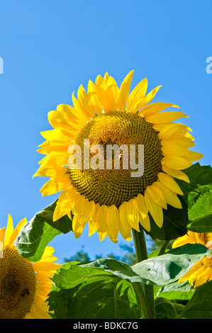 Gelbe Sonnenblumen vor blauem Himmel, Sommer UK Stockfoto