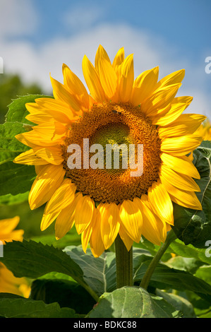 Große gelbe Sonnenblumen Kopf gegen blauen Himmel, Sommer UK Stockfoto