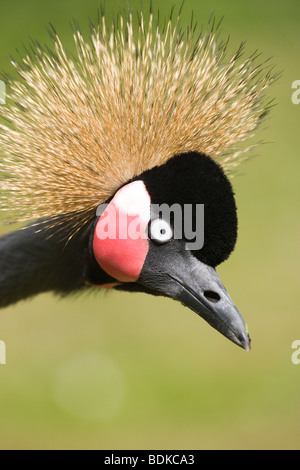 West African oder Black-necked gekrönt Kran (Balearica pavonina). Profil von Kopf mit Gesichts details. Stockfoto