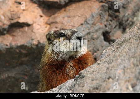 Yellow Bellied Marmot Marmota Flaviventris sitzen mit Blick vom Felsen im Frühling Stockfoto