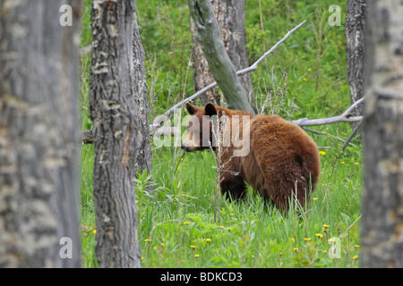Schwarzer Bär Zimt stehen in einigen Bäumen auf einem Hügel im Frühjahr Blickkontakt Stockfoto
