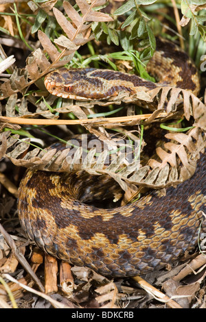 Kreuzotter (Vipera berus). Frauen, die sich aus. Kryptische Färbung und Markierungen helfen zu tarnen, die einzige Giftschlange in Großbritannien. Stockfoto