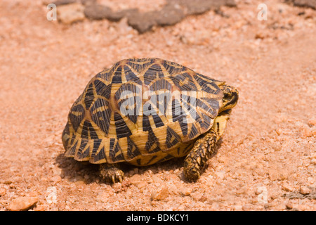 Indian Star Schildkröte (Geochelone Elegans). Indien und Sri Lanka. Hier fotografiert in der Nähe von Dambulla, Sri Lanka. Stockfoto