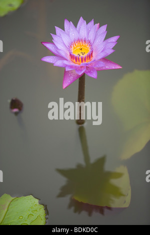 Blaue Seerose (Nymphaea Stellata). Die Nationalblume von Sri Lanka. Stockfoto