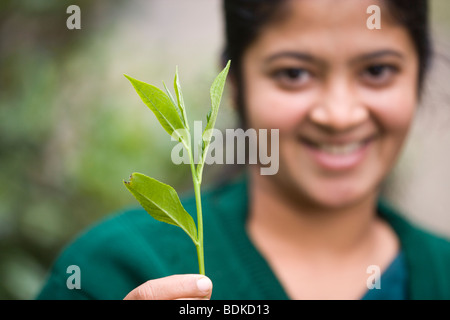 Tamilische Frau mit einem einzigen Zweig Ende drei Teeblätter. ​Camelia sinensis. Beispiel von Hand gepflückt und in der Sammlung Säcke gelegt, für die Verarbeitung. Stockfoto