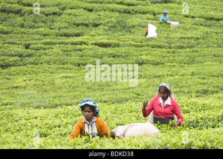 Tamilische Frauen Teepflückerinnen zupfen frische ​Green Blattspitzen und Sie in Säcken. (Camellia sinensis). Tee Immobilien. Zentrale Hochland, Sri Lanka. Stockfoto