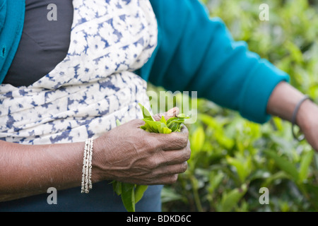 Woman's Hand mit einem gezupften Sammlung von Grün, frisch gesammelten Blätter. Zu Tasche auf dem Rücken übertragen werden. Tee Plantage, Hill Country. Sri Lanka. ​ Stockfoto