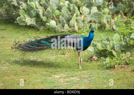 Gemeinsame, indische oder Blauer Pfau (Pavo cristata). Pfau oder männlich. Unter dem Hintergrund der Feigenkakteen - eine ​Introduced Anlage zu Sri Lanka. Stockfoto