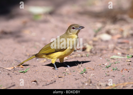 Bauche Bulbul oder Greenbul (Chlorocichla Flaviventris), Botswana Stockfoto