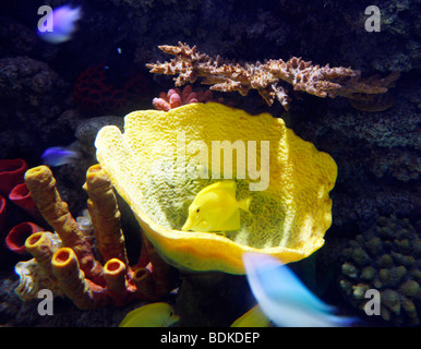 Dubai Aquarium und der Unterwasser Zoo, Teil der Dubai Mall in Downtown Dubai, neuen Teil der Stadt, Dubai, Vereinigte Arabische Emirate. Stockfoto