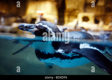 Dubai Aquarium und der Unterwasser Zoo, Teil der Dubai Mall in Downtown Dubai, neuen Teil der Stadt, Dubai, Vereinigte Arabische Emirate. Stockfoto