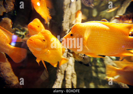 Dubai Aquarium und der Unterwasser Zoo, Teil der Dubai Mall in Downtown Dubai, neuen Teil der Stadt, Dubai, Vereinigte Arabische Emirate. Stockfoto