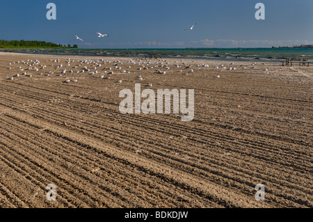 Möwe-Kolonie auf leere gepflegten Strand von Presquile Provincial Park auf Popham Bay Lake Ontario Kanada Stockfoto