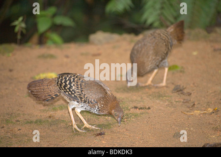 Sri Lanka oder La Feyette lafayettii Junglefowl (Gallus). Junghennen oder junge Weibchen füttern. Endemisch und nationalen Vogel von Sri Lanka. Stockfoto