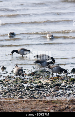 Atlantik oder Licht-bellied Ringelgänse (Branta bernicla hrota). Überwinternde Vögel aus Grönland Beweidung Seegras (zostera) auf Islay an der Westküste von Schottland. ​ Stockfoto